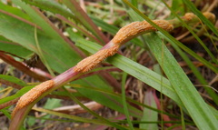 Puccinia dioicae silvatica
