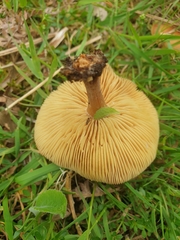Gymnopus ocior
