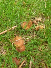 Gymnopus ocior