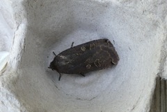Noctua pronuba