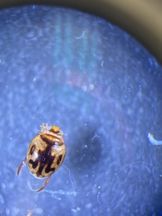 Desmopachria mexicana