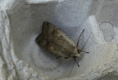 Noctua pronuba