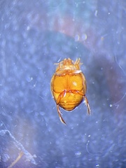 Desmopachria mexicana