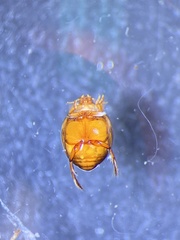 Desmopachria mexicana