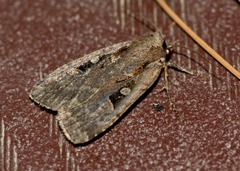 Eueretagrotis sigmoides