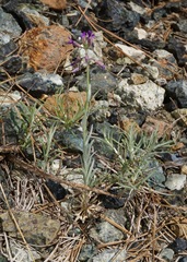 Boechera subpinnatifida