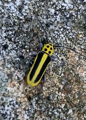 Saperda puncticollis