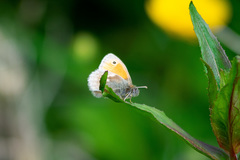 Coenonympha pamphilus