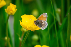 Coenonympha pamphilus