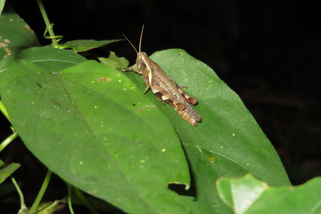 Anasedulia