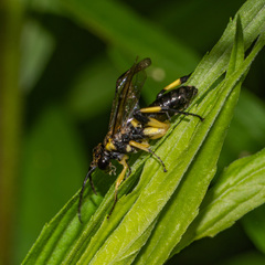 Macrophya alba