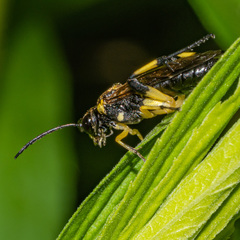 Macrophya alba