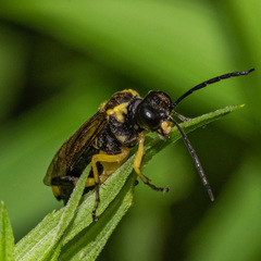 Macrophya alba