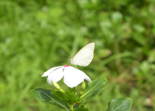 Dixeia piscicollis