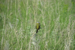 Motacilla flava beema