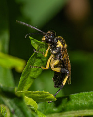 Macrophya alba