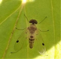 Chrysopilus modestus