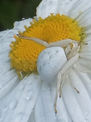 Misumena vatia