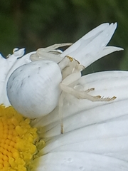 Misumena vatia