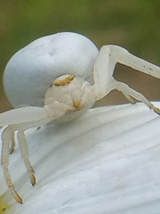 Misumena vatia