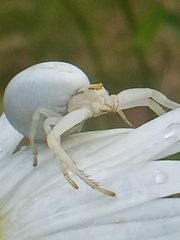 Misumena vatia