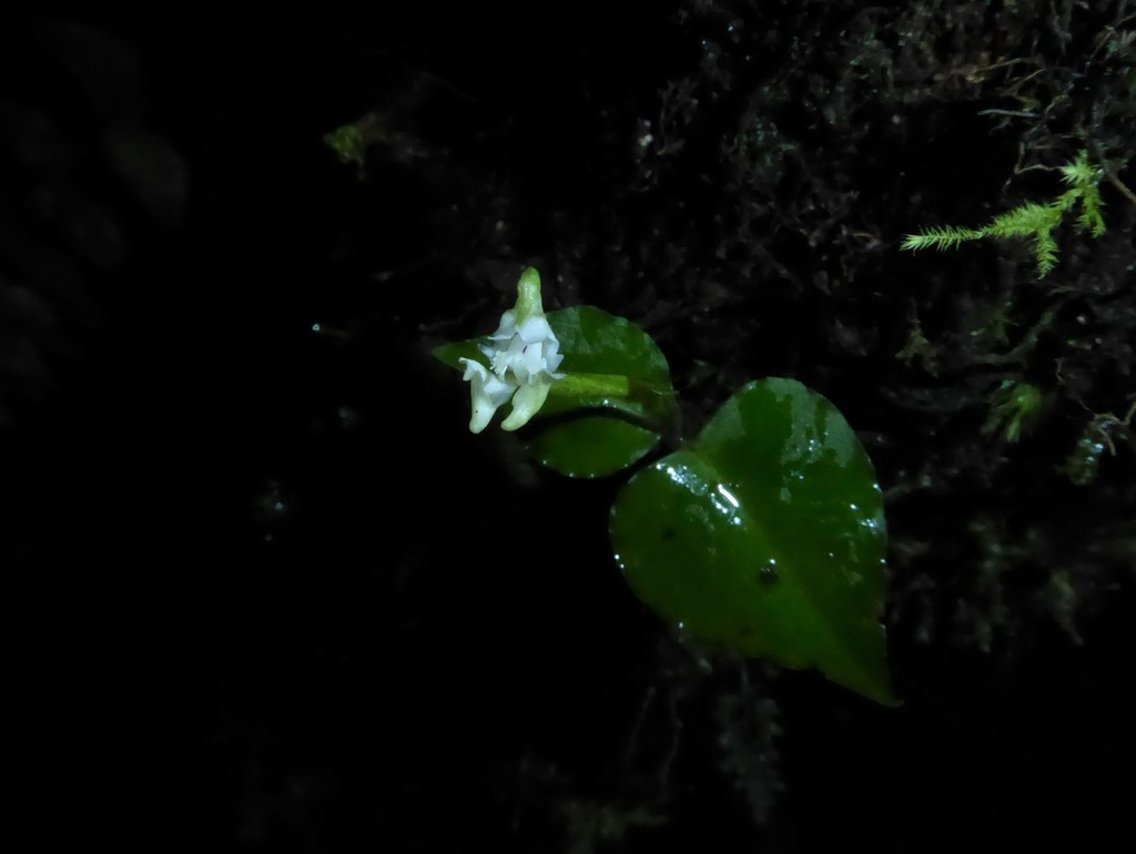 Disperis thomensis
