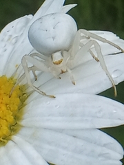 Misumena vatia