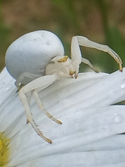 Misumena vatia