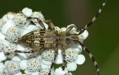 Hexatricha pulverulenta