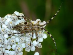 Hexatricha pulverulenta