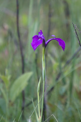 Iris tridentata