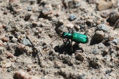 Cicindela denikei