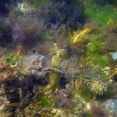 Meuschenia australis