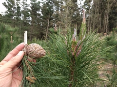 Pinus muricata