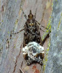 Scoparia minusculalis