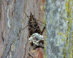 Scoparia minusculalis