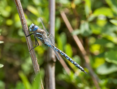 Rhionaeschna californica