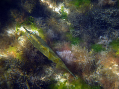 Meuschenia australis