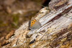 Lycaena phlaeas