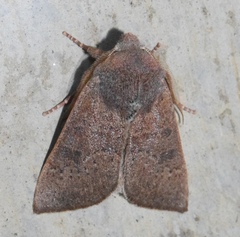 Orthosia pulchella