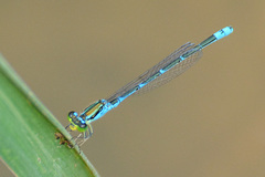 Paracercion v-nigrum