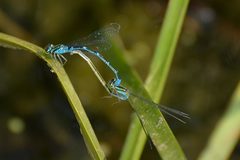 Paracercion v-nigrum