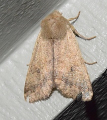 Orthosia pacifica