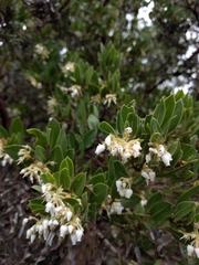 Arctostaphylos virgata