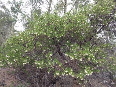 Arctostaphylos virgata