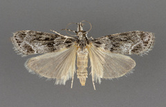Eudonia spenceri
