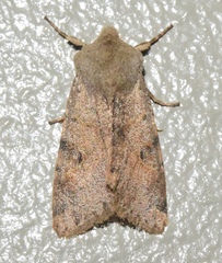 Orthosia behrensiana