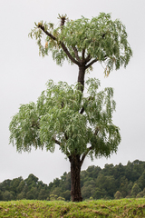 Cussonia paniculata paniculata
