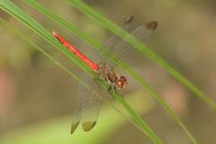 Sympetrum risi risi
