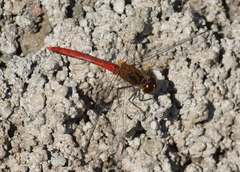Sympetrum risi risi